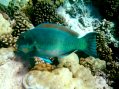 Parrot Fish munching on coral